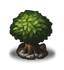 Ancient Tree