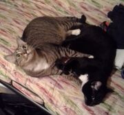 Kittehs