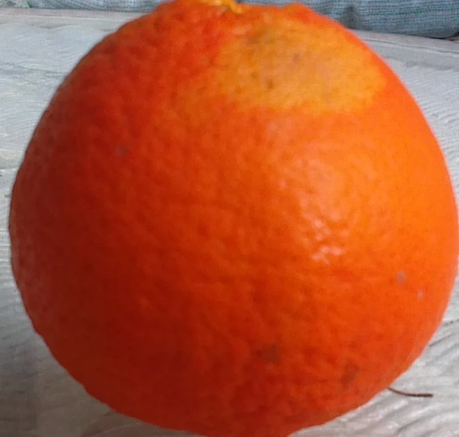 Orange (Fruit) Gemipedia Wiki FANDOM powered by Wikia