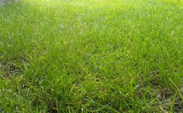 Image - Grass.jpg | Gemipedia Wiki | FANDOM powered by Wikia