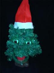 Douglas fir 2