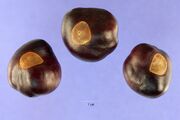 Aesculus glabra nuts