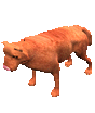 Ornk