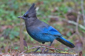 Sjay-1