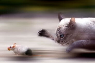 Cat-and-mouse