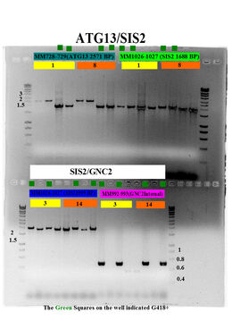 Annotated Gel Example
