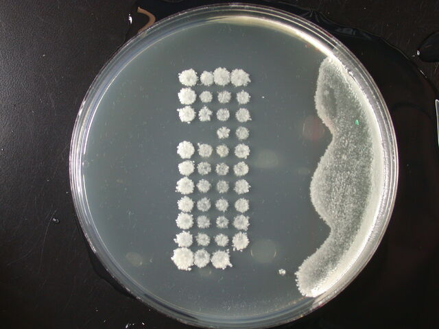File:C1 tetrads YPD.jpg