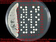 Tetrad labeling convention