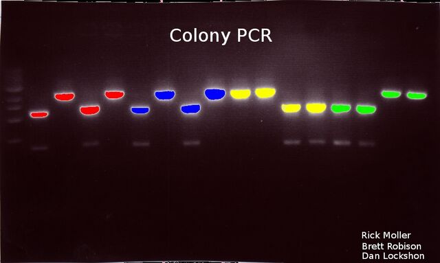 File:Colonypcr2.jpg