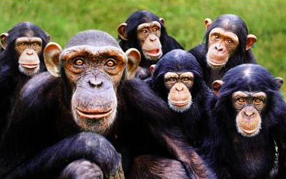 chimpanzee facts gibbons