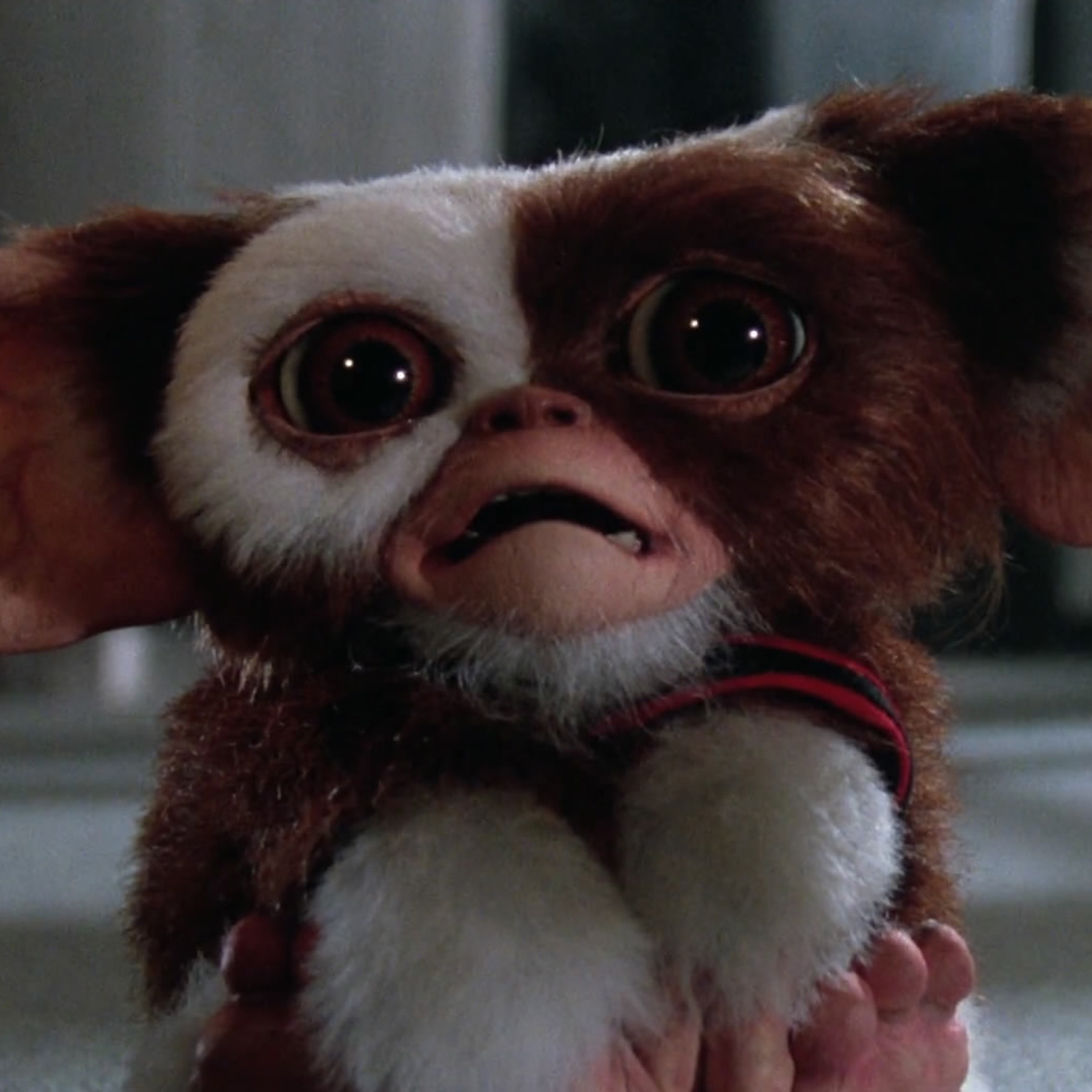 visit me mogwai