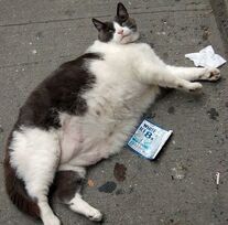 Fat-pets-7