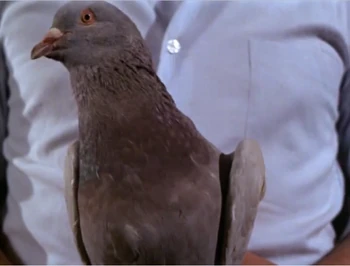 Walterthepigeon