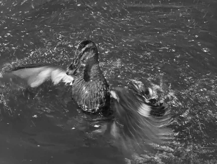 Tumblr npymfhCxDw1rs5ahvo1 1280