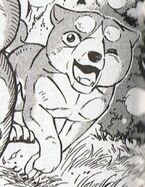 Yukimura puppy