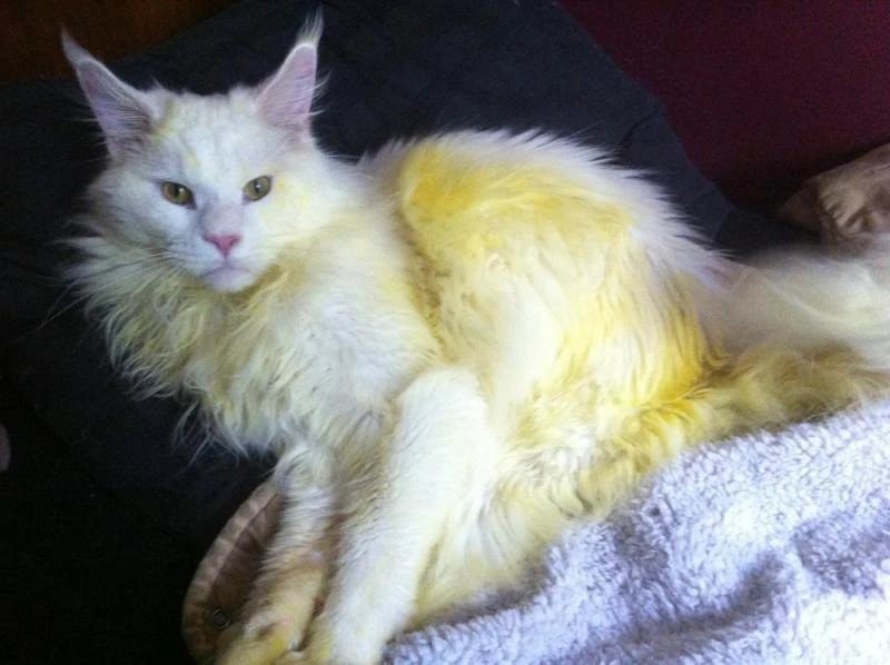 white cat fur turning yellow