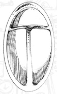 Scarab
