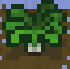 Parsnipmature