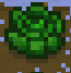 Cabbagemature