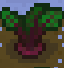 Beetmature