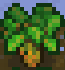 Chardmature
