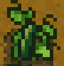 Cucumber stage final
