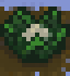 Caulimature