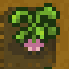 Turnip stage final