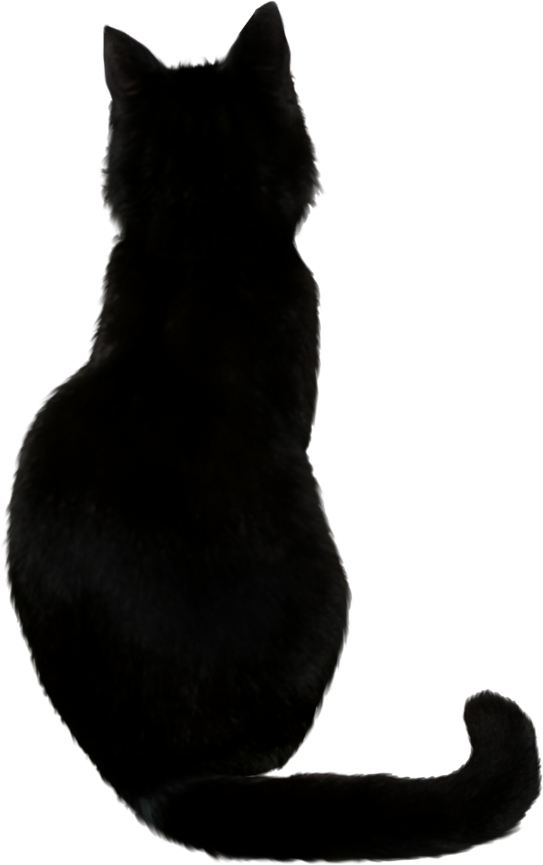 Black Cat In My Dream Black Cat In My Dream