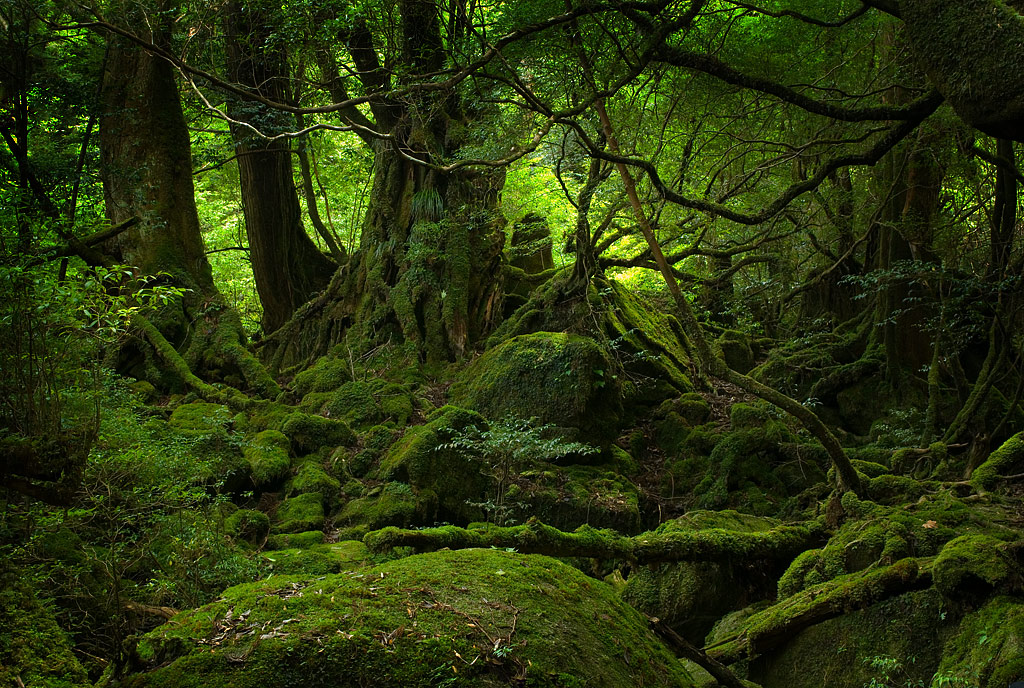Koleksi 44 Gambar Animasi Hutan Terbaik Koleksi 44 Gambar Animasi Hutan Terbaik