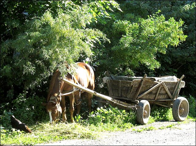 File:29-HorseAndWagon.jpg