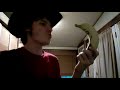 The Banana Man 6