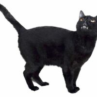 Sylvester Talking Kitty Cat Goanimate V2 Wiki Fandom
