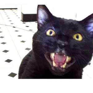 Sylvester Talking Kitty Cat Goanimate V2 Wiki Fandom