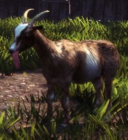 GoatNPC