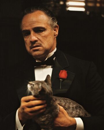 Vito S Cat The Godfather Wiki Fandom