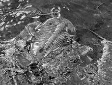 Trilobite
