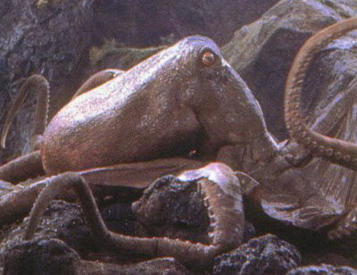 giant octopus gojipedia fandom powered by wikia