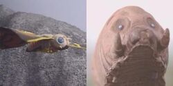 Cast mothra
