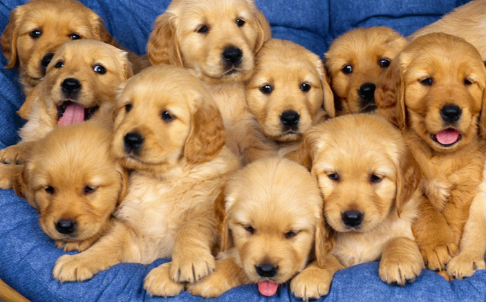 image golden retriever puppies png golden retriever wiki golden retriever litter size