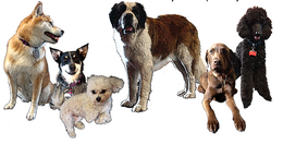 Dogs