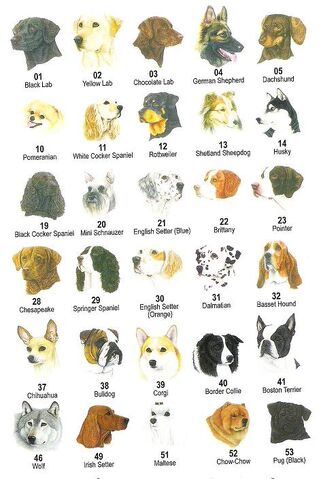 File:Dog breeds .jpg