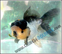 Oranda3