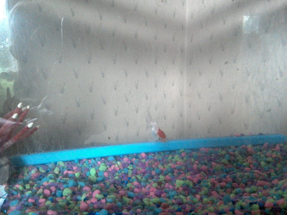 Oranda goldfish | Goldfish Wiki | FANDOM powered by Wikia