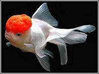 Oranda1