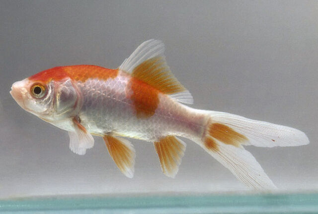 File:Goldfish comet.jpg