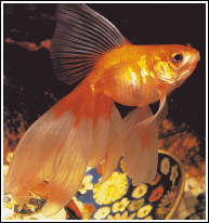 Veiltail1