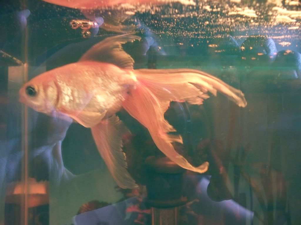 Fin rot Goldfish Wiki Fandom