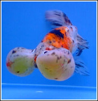 Bubble3