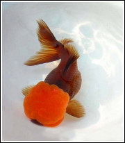 Oranda2